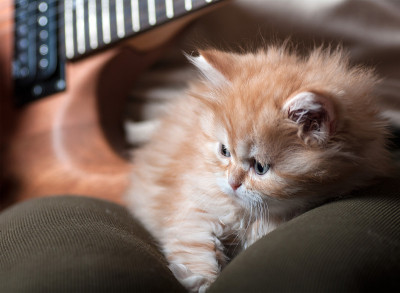红小猫一个人睡在男人的怀里
