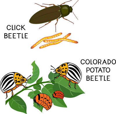 马铃薯害虫。科罗拉多州马铃薯甲虫(Leptinotarsa decemlinata)和点击甲虫(wi
