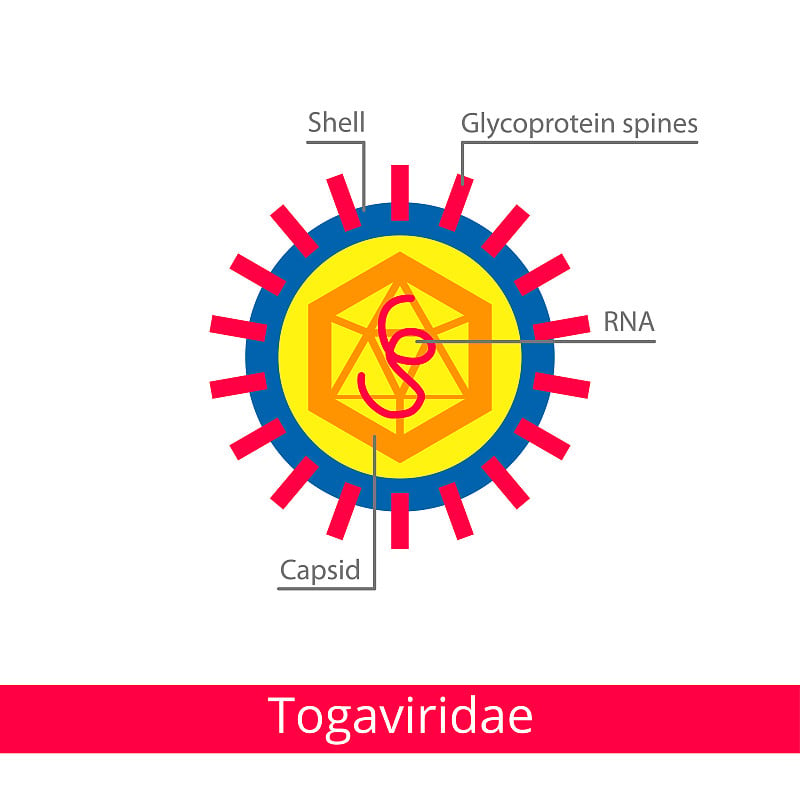 Togaviridae。分类的病毒。