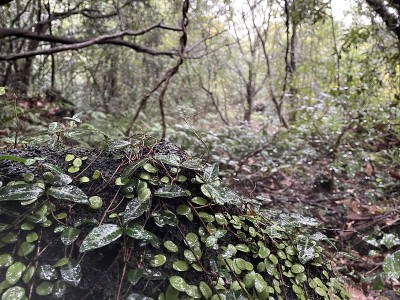 济州岛vol2的自然