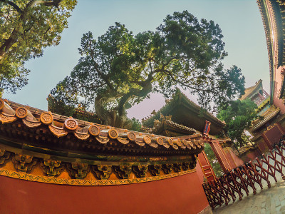 中国北京紫禁城的古代皇家宫殿