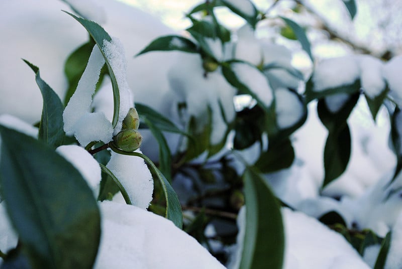 白雪覆盖的杜鹃花丛中