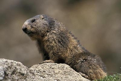 Alpine Marmot, marmota marmota, Adult standing on 