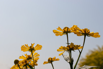 氦秋花黄秋花特写