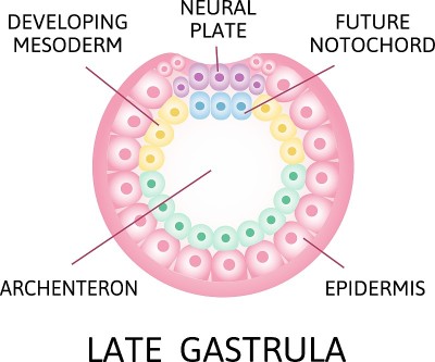 晚gasrtula。神经麻痹的过程。人类胚胎发育。矢量图