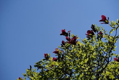木兰,紫色