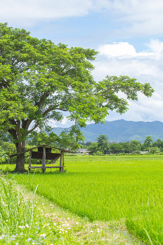 美丽的稻田，小屋和大树景观