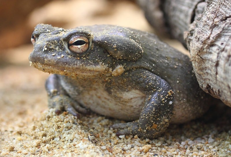 科罗拉多河蟾蜍(Incilius alvarius)，也被称为索诺兰沙漠蟾蜍，发现于墨西哥北部和美国