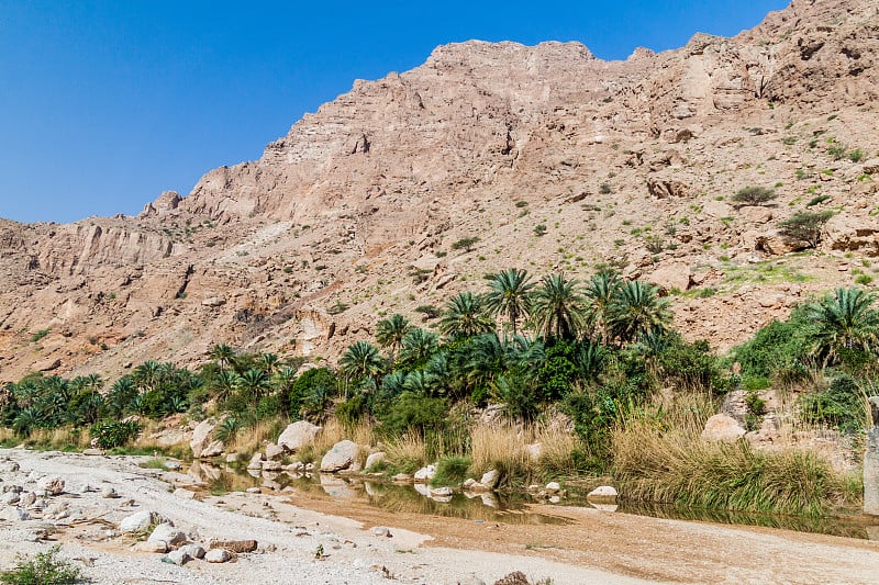 在Wadi Tiwi山谷的棕榈树，Om