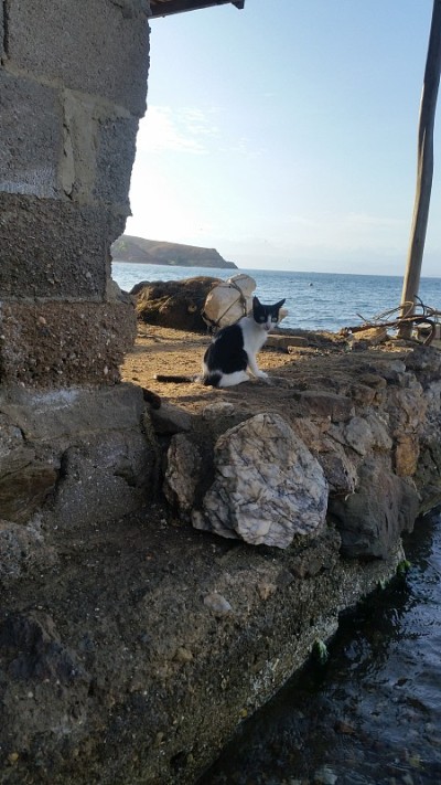 家猫，海景