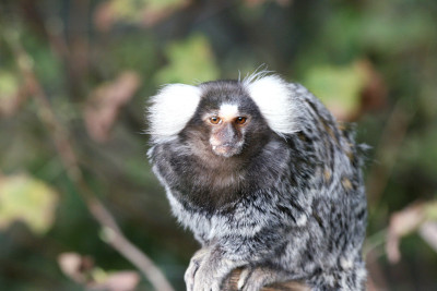 普通马莫塞(Callithrix jacchus)