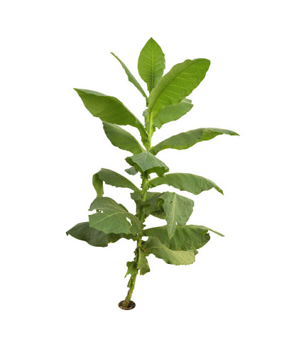 烟草树