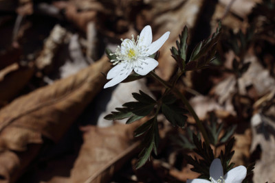 Hepatica之花