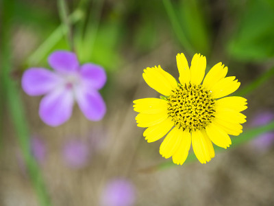 Arnica unalascensis