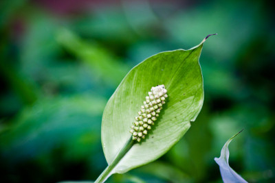 绿色花烛属植物