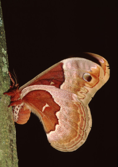 Promethea Silkmoth (callos米亚Promethea)
