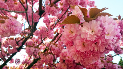 日本樱桃开花