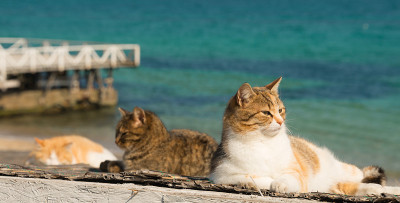 三只酷猫在白底墩上休息。