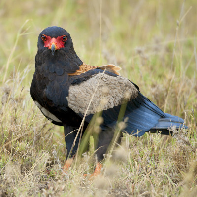 在非洲坦桑尼亚的塞伦盖蒂国家公园，蝙蝠，Terathopius ecaudatus