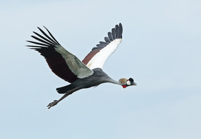 Grey-crowned起重机