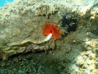 多毛纲海底光滑管虫或红点马蹄虫(管原虫)