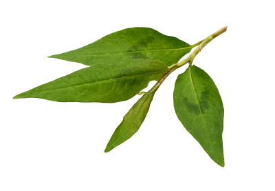 热薄荷，laksa叶