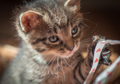 小猫