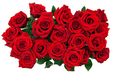 bouquet of red roses on a white background, top vi