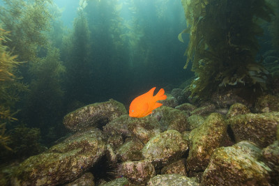 加里波第在海藻礁
