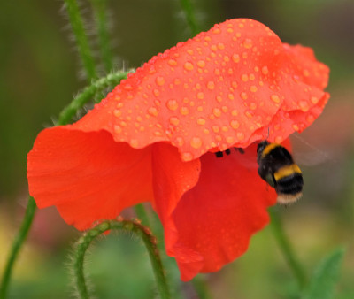 蜜蜂