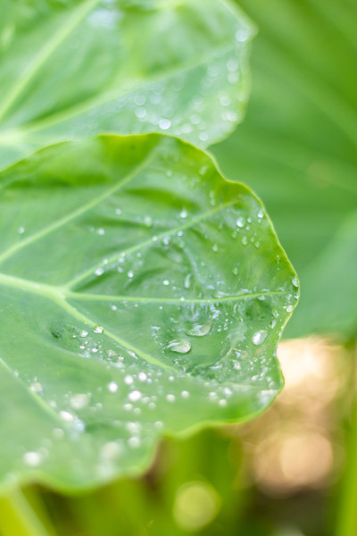 Water drops on a large green leaf