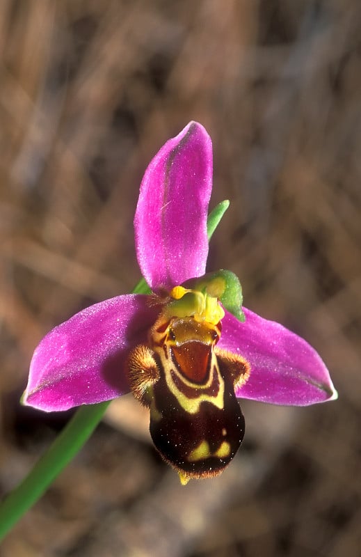 蜜蜂兰花