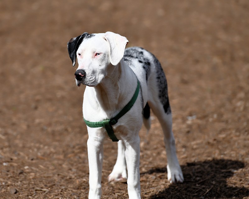 卡塔霍拉路易斯安那猎犬在公园里玩耍