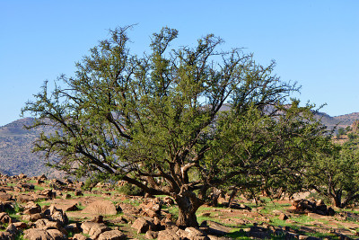 argan