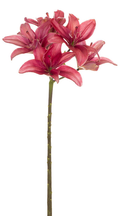 白色的百合花