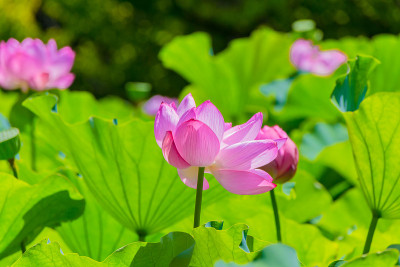 莲花