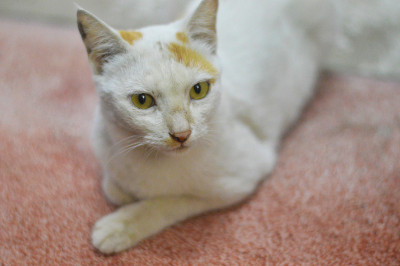 猫小花猫