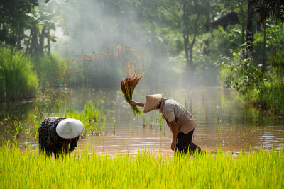 亚洲农民在雨季种植水稻。