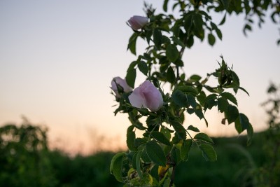 玫瑰果花