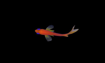 真素鱼- (Pseudanthias squamipinnis)