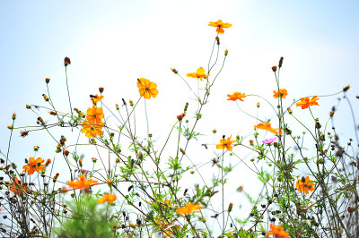 花在太阳