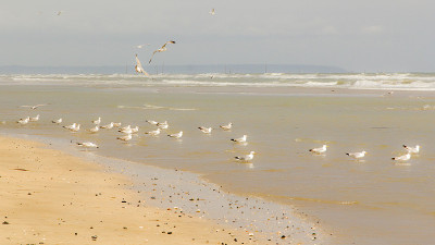 犹他海滩