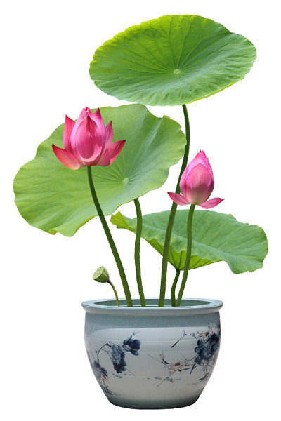 荷花盆景