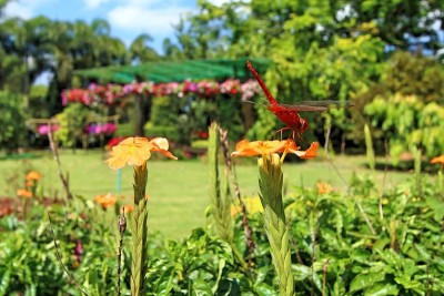 蜻蜓花岛