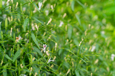 草本植物抗病毒，穿心莲属植物