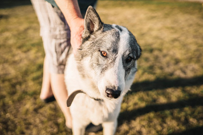 西伯利亚莱卡(Siberian Laika)和一个男人在夏天散步。