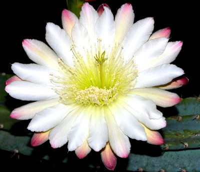 仙人掌花