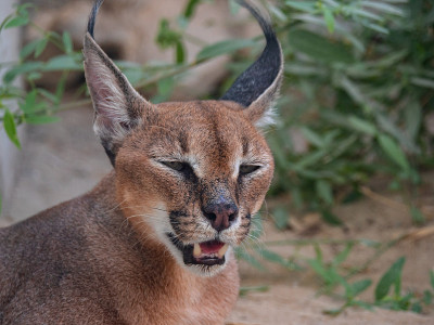 圈养的濒危野猫