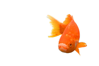 fish orange in an aquarium one swimming