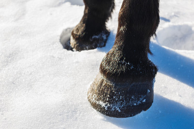 春天雪地上棕色的马蹄